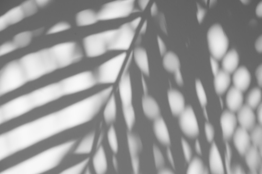 abstract background of shadows palm leaf is tropical leaves on a white wall. White and Black.