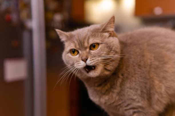 istock scottish straight cat meows with a displeased expression on his face 1199335470