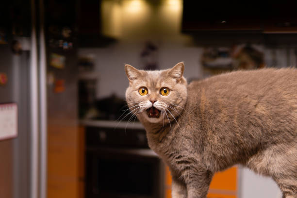 scottish straight cat looks very surprised