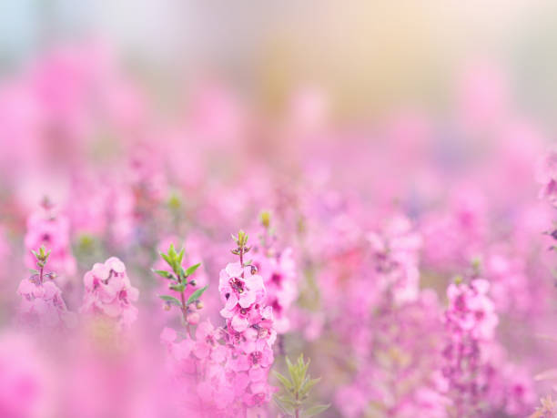 istock purple flowers field 1199336221