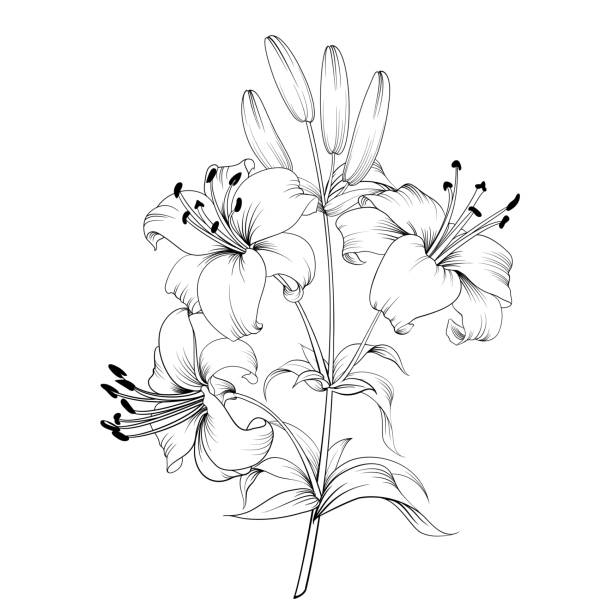 цветущая лилия. - lily stock illustrations