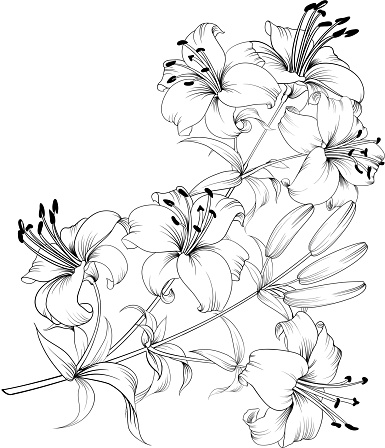 White Lily Flower Stock Illustration - Download Image Now - Bunch ...