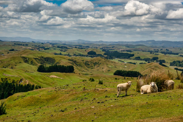 istock Group of sheep sitting on the hill top 1199337720