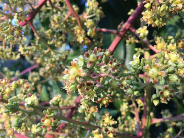 istock Beautiful mango flowers in the garden 1199338556