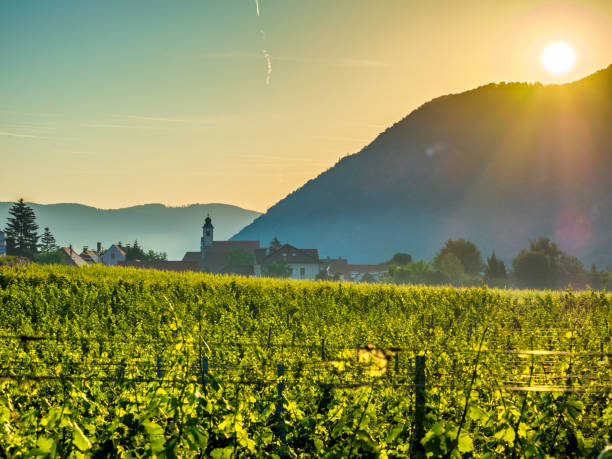 la région de la vallée du danube en autriche - danube valley danube river vineyard austria photos et images de collection