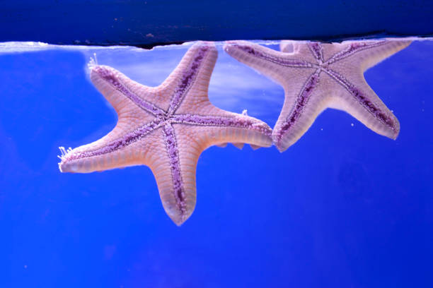 par de estrellas de mar de 5 puntas bajo el agua sobre un fondo azul - 5pointed fotografías e imágenes de stock