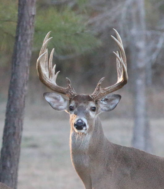 istock Beautiful Buck Close-Up 1199340583