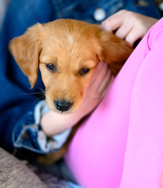 istock Golden Retriever Puppy on Pink Lap 1199341717