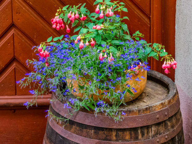 Rustic wine cask with decorative flower pot found along the streets of Weissenkirchen in the Danube River Valley, Austria