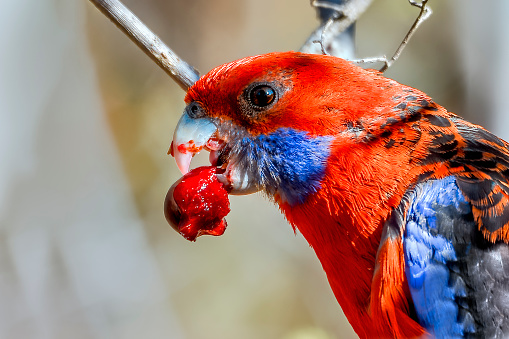 Crimson Rosella  (Platycercus elegans) perched in a tree branch eating a cherry
