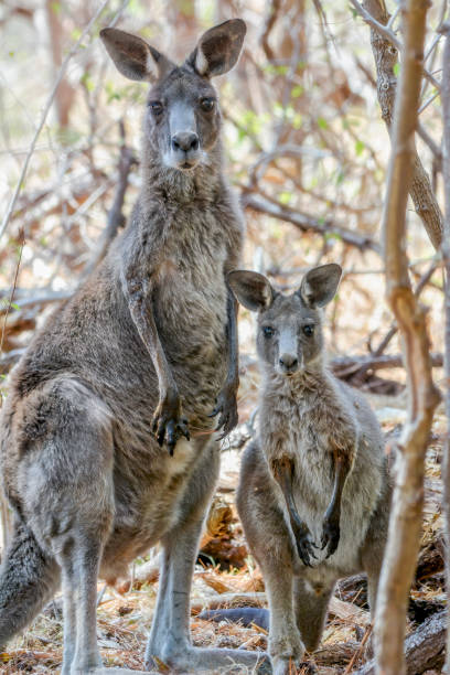 istock Two Grey Kangaroo's in the bushland 1199344592