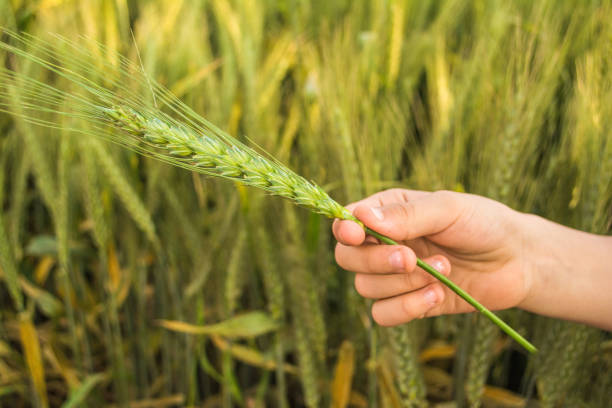 istock kids`s hand holding spike of wheat 1199344593
