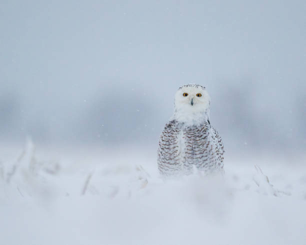 istock Female snowy owl 1199345876