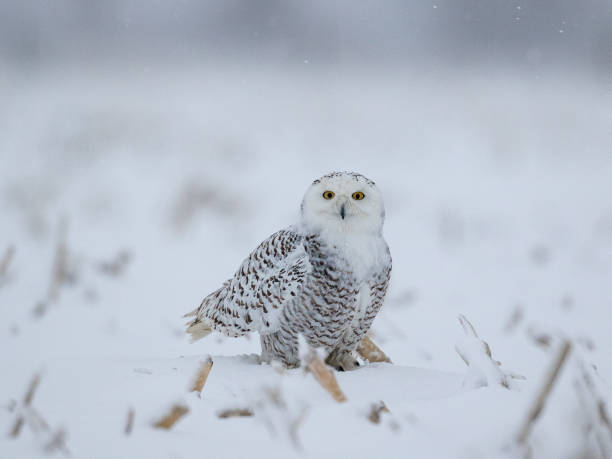 istock Female snowy owl 1199345883