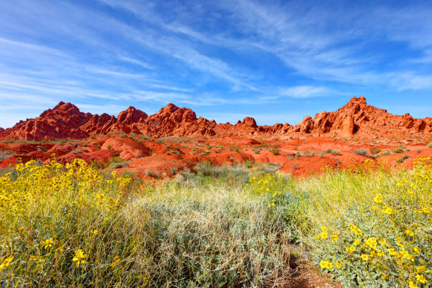 Desert Wildflowers near Valley of Fire in Nevada The Valley of Fire is a brilliant, colorful spot located in Nevada, just one hour from Las Vegas. nevada landscape stock pictures, royalty-free photos & images