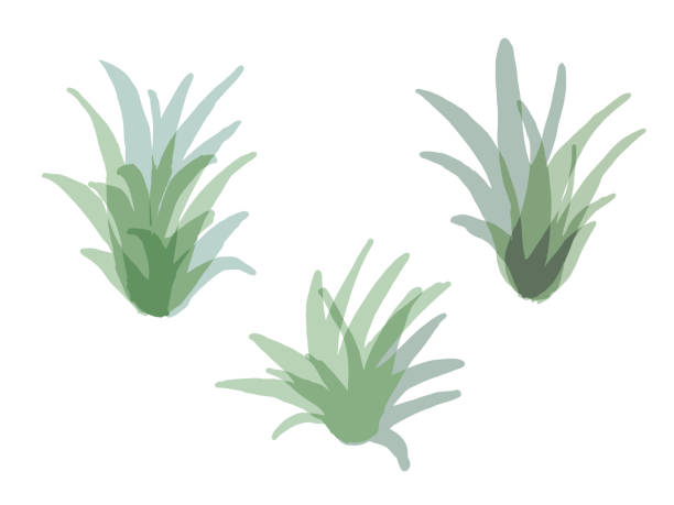 Airp Plants It is a stylish illustration of Airp Plants. air plant stock illustrations