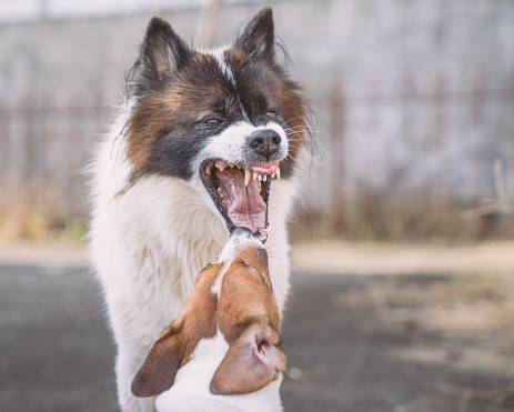 Agressive dog Jack Russell Terrier dog fight Bangkaew dog in garden in house