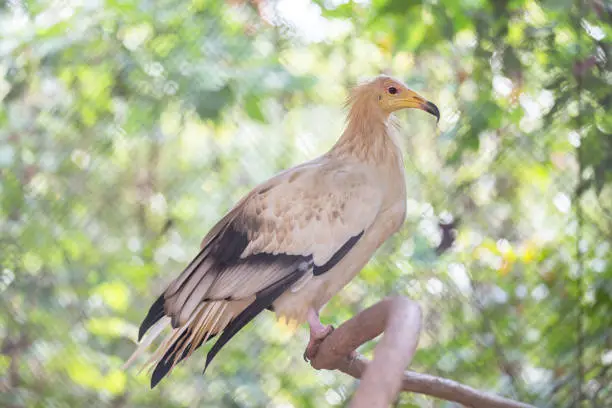 Photo of White-headed Vulture. White scavenger vulture or pharaoh's chicken (Neophron percnopterus) has white plumage and yellow unfeathered face with hooked bill.
