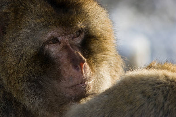 barbary ape nella neve e sole - bertuccia di gibilterra foto e immagini stock