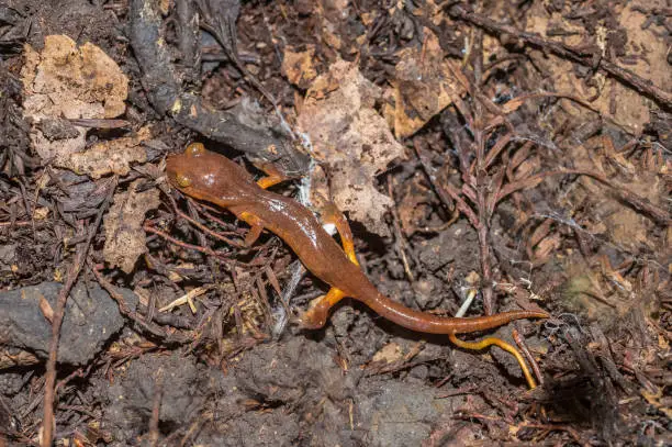 Ensatina eschscholtzii (commonly known by its genus name, Ensatina) is a complex of plethodontid (lungless) salamanders found in coniferous forests, Portola Redwood State Park in California