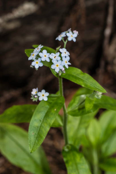 Woodland Forget-me-not - Myosotis sylvatica