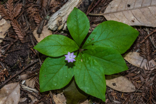istock Pacific Starflower - Lysimachia latifolia 1199355954