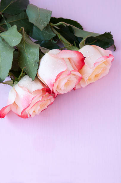 istock Three light yellow-red roses on a pink background 1199358233