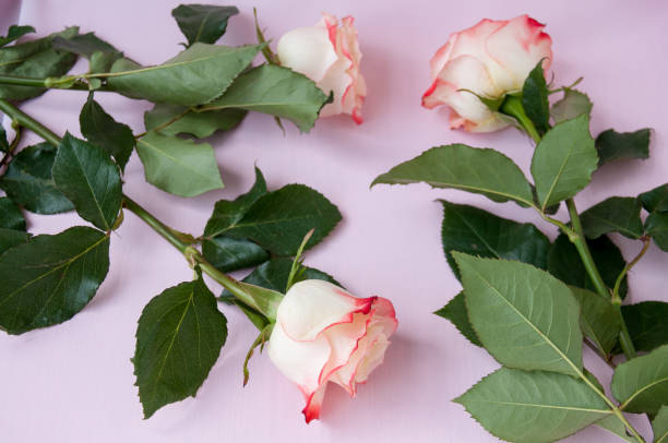 istock Three light yellow-red roses on a pink background 1199362228