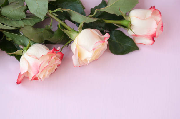 istock Three light yellow-red roses on a pink background 1199362509