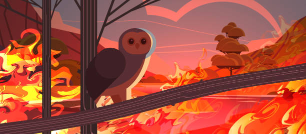 sowa ptak uciekający przed pożarami u australijskich zwierząt umierających w pożarze bushfire koncepcji klęski żywiołowej intensywne pomarańczowe płomienie poziome - gatunek zagrożony obrazy stock illustrations