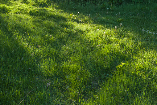 Green grass in summer for background
