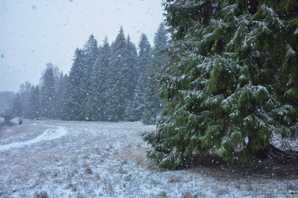 istock The first snow fell in the forest. 1199364331