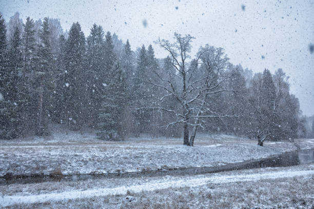 istock The first snow fell in the forest. 1199364374