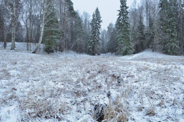 istock The first snow fell in the forest. 1199364393