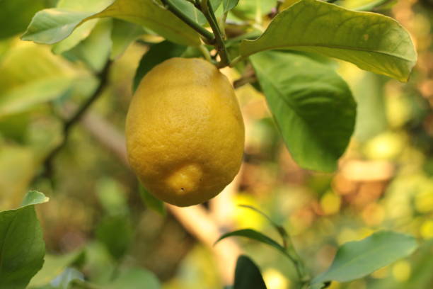 istock fresh growth leaf covered ripe juicy lemon hanging on a home grown backyard lemon tree, Victoria, Australia 1199365345