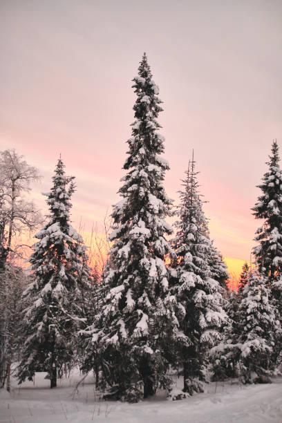 istock Snowy trees in winter forest on sunset 1199371538