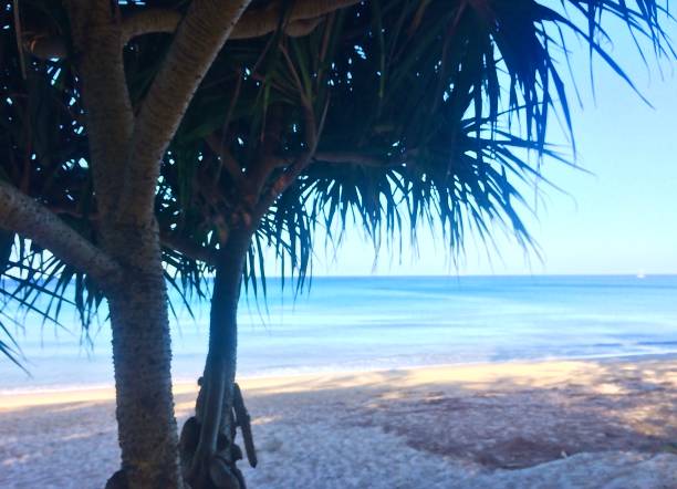 istock ocean, palm tree, beach in Thailand, Phuket island 1199371645