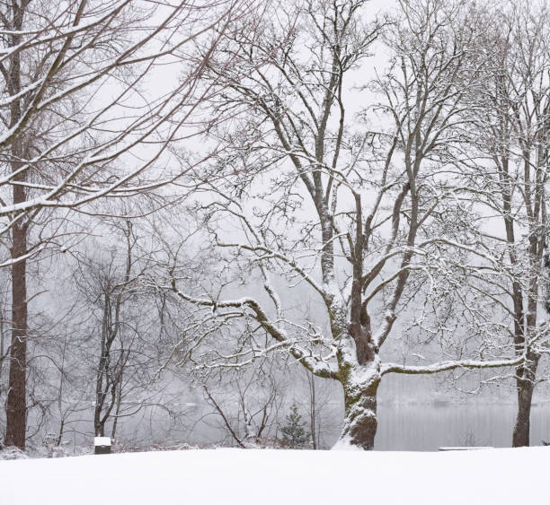 istock Snow covered trees during snowfall . Silhouettes of winter trees. 1199372565