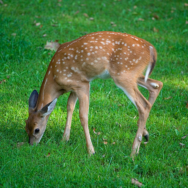 istock Grazing deer fawn 119937258