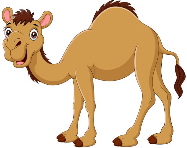 illustrations, cliparts, dessins animés et icônes de chameau de dessin animé d'isolement sur le fond blanc - two humped camel