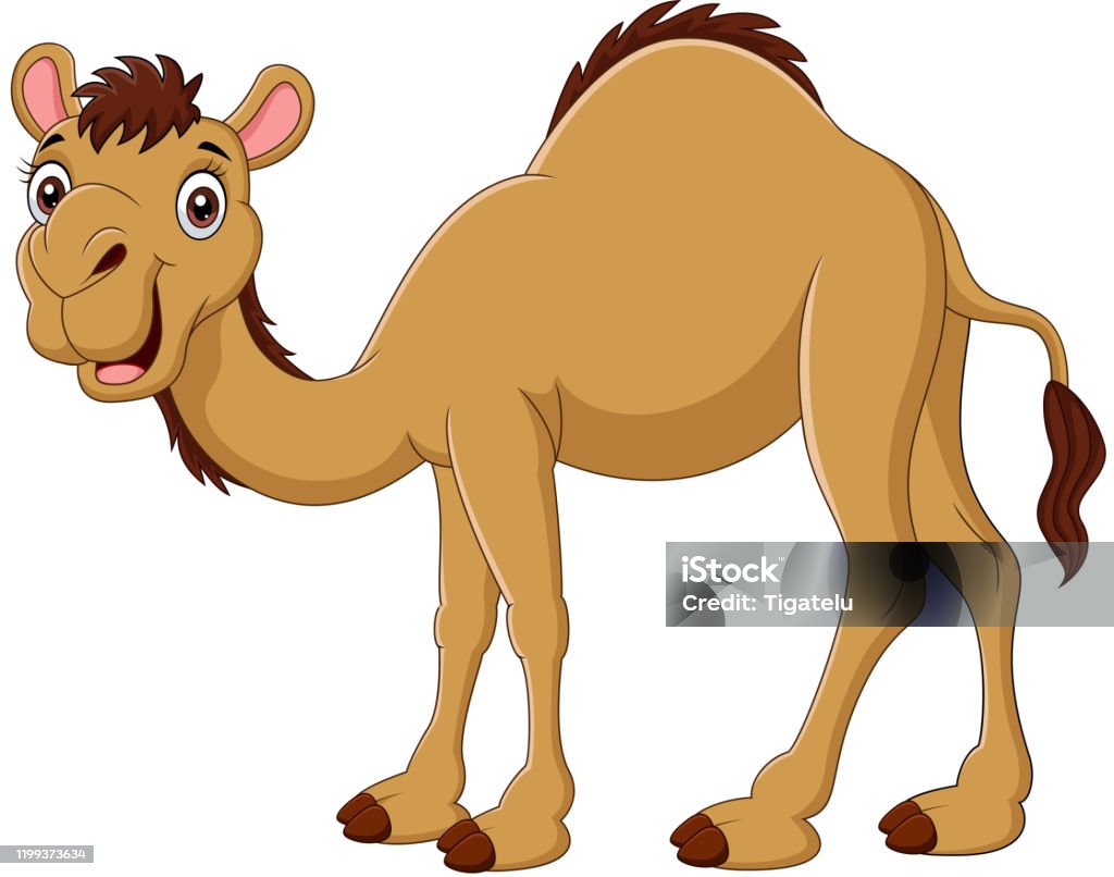 Cartoon Camel Isolated On White Background Stock Illustration - Download  Image Now - Camel, Cartoon, Vector - iStock