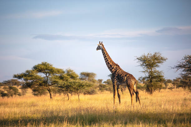 Giraffe In Serengeti National Park Beautiful giraffe in Serengeti National Park in Tanzania. animal neck photos stock pictures, royalty-free photos & images