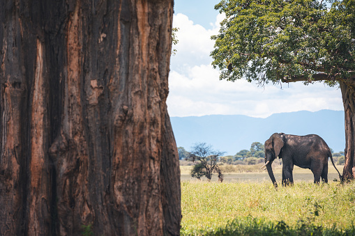 Elephant in Tarangire National Park, Tanzania.