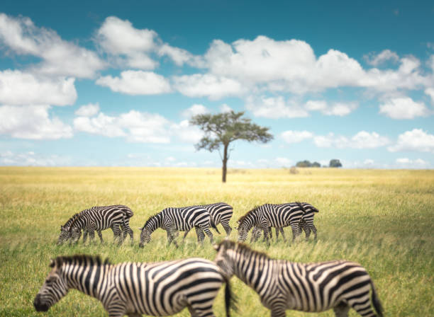 istock Zebras In Tarangire National Park 1199375917