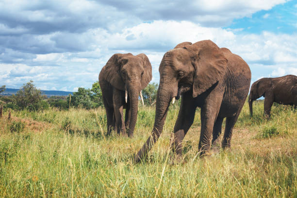 Group of elephants in Tarangire National Park, Tanzania.