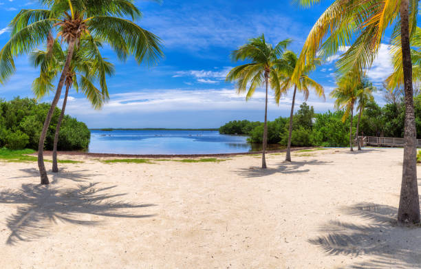 palm trees on a tropical beach - key west imagens e fotografias de stock