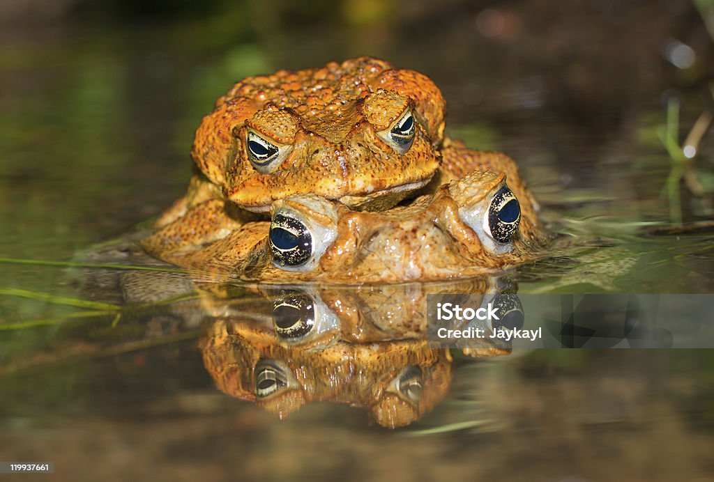 Dos caña toads (Bufo marinus) de inserción - Foto de stock de Sapo de caña libre de derechos