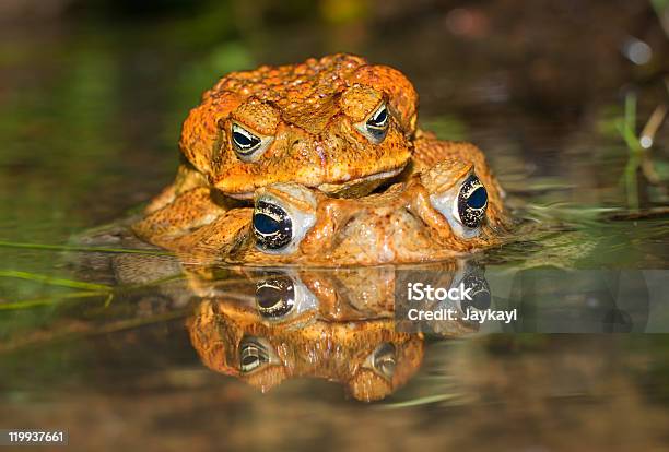 Dos Caña Toads De Inserción Foto de stock y más banco de imágenes de Sapo de caña - Sapo de caña, Apareamiento, Agresión