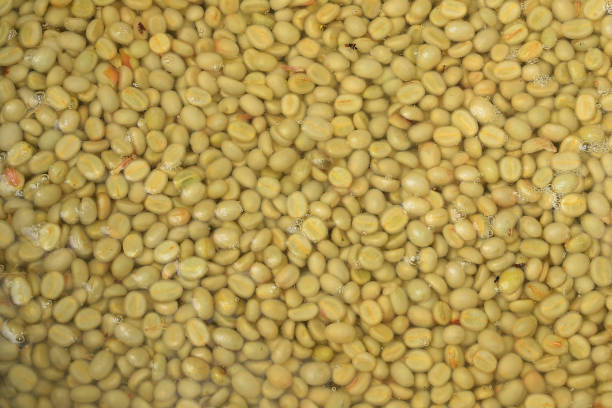 istock Coffee beans,In the ferment and wash method 1199377663