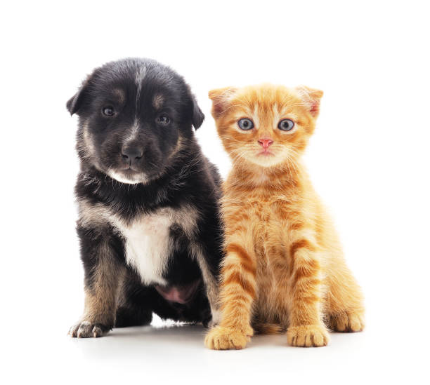 istock Small cat and puppy. 1199377756